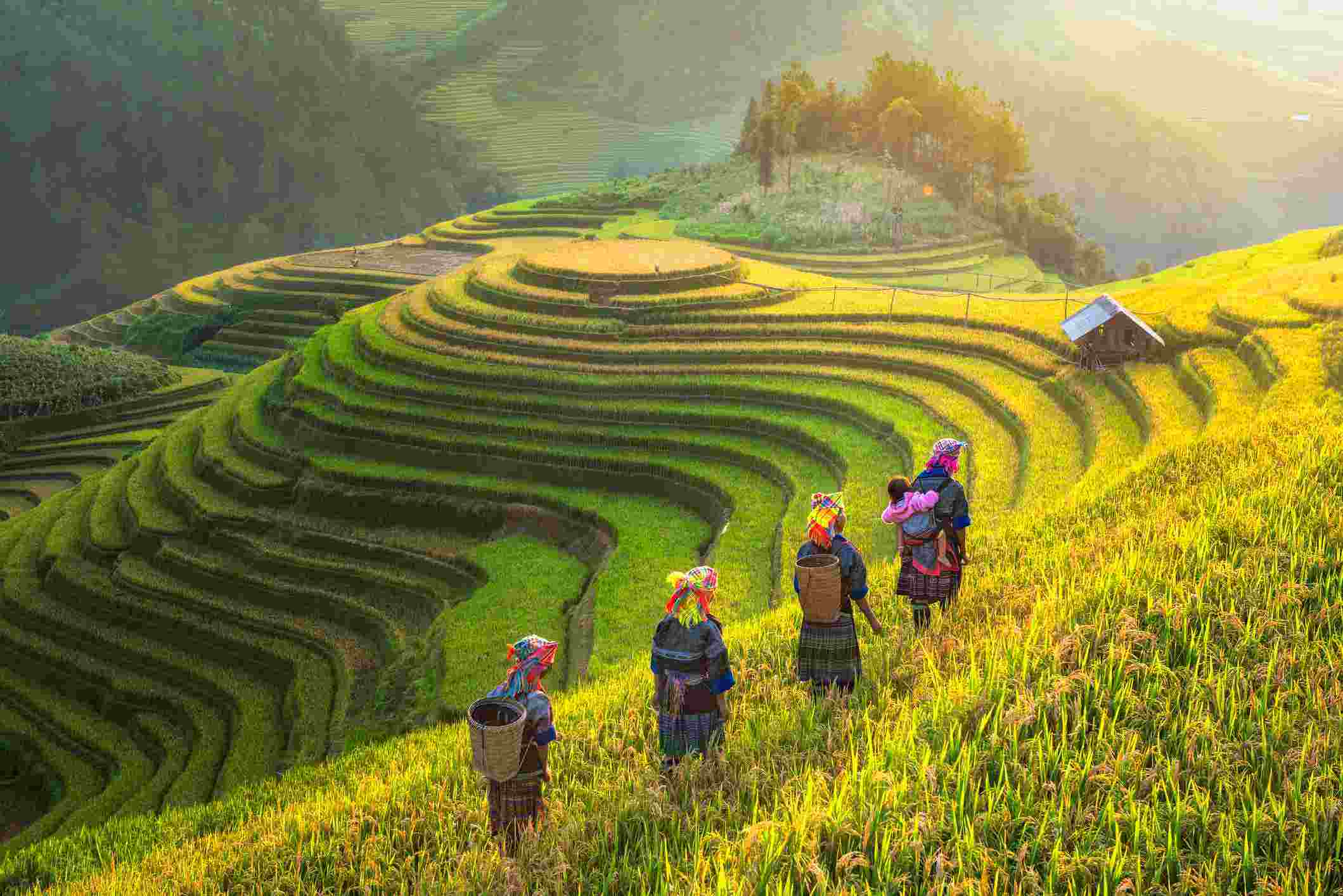 Mu Cang Chai, Vietnam